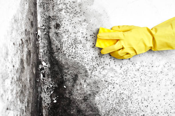 Office Mold Removal Services in Hockinson, WA